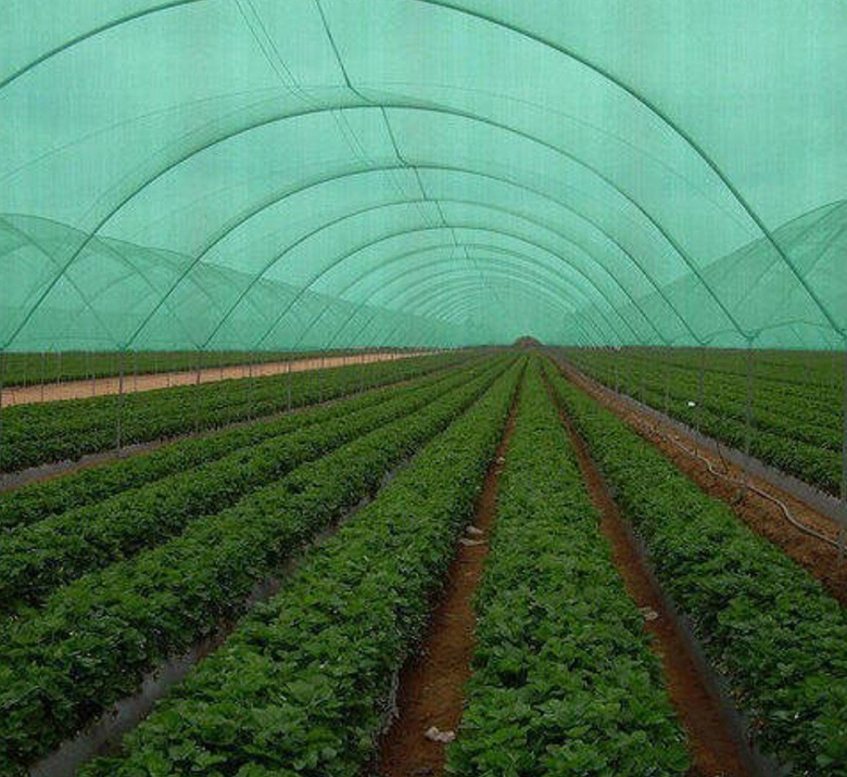 Royal Bird Netting installation