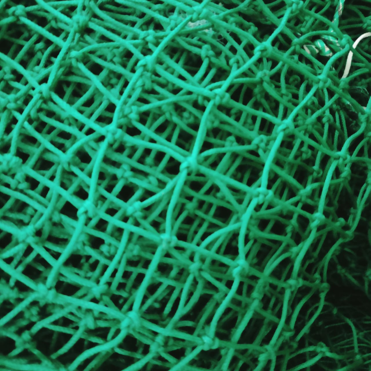 Royal Bird Netting project