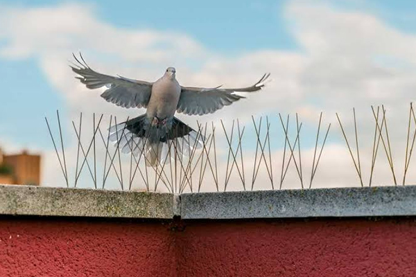 Bird Spikes Solutions
