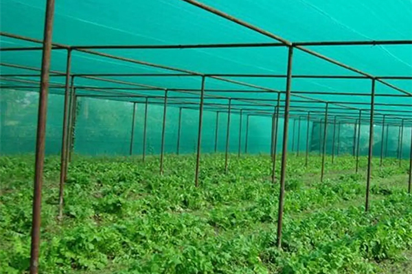 Agro Green Shade Net
